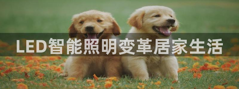 云顶集团高管